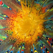 "Sunrise Dragons Tooth" by Vicki Cortez